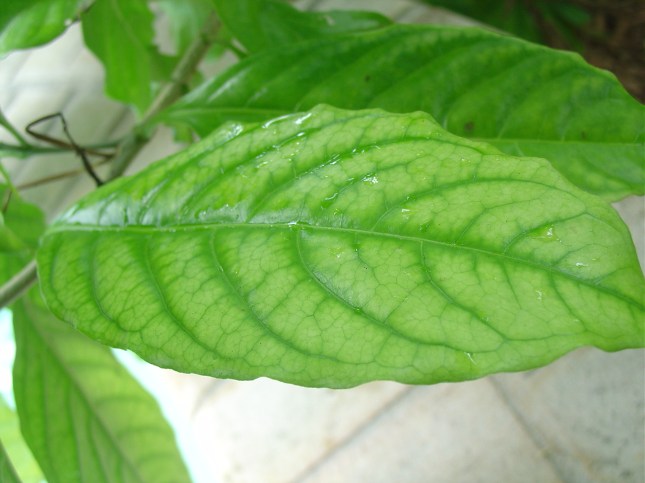 deficiency
