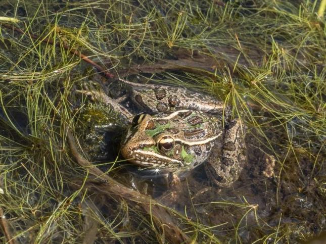 frog2
