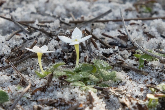 Houstonia procumbens 7