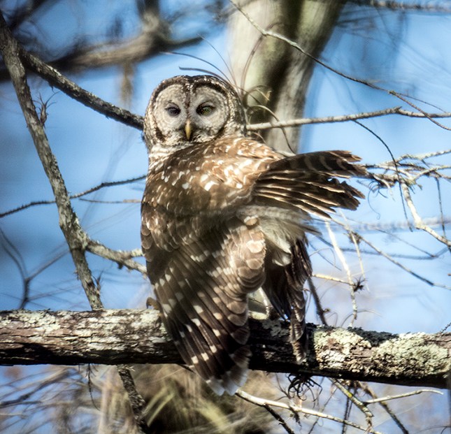 owl2