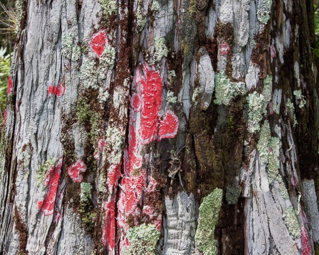 Red Lichen 1