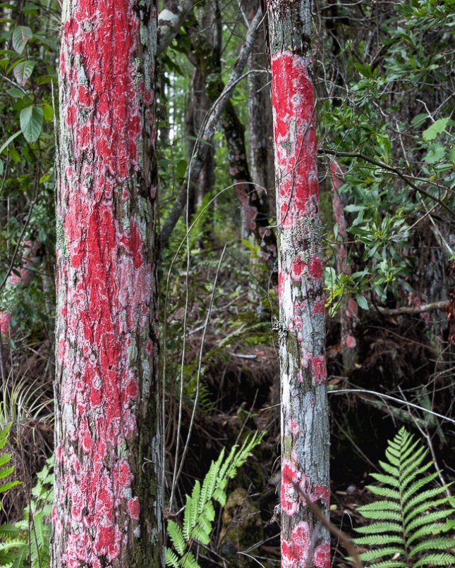 Red Lichen 2