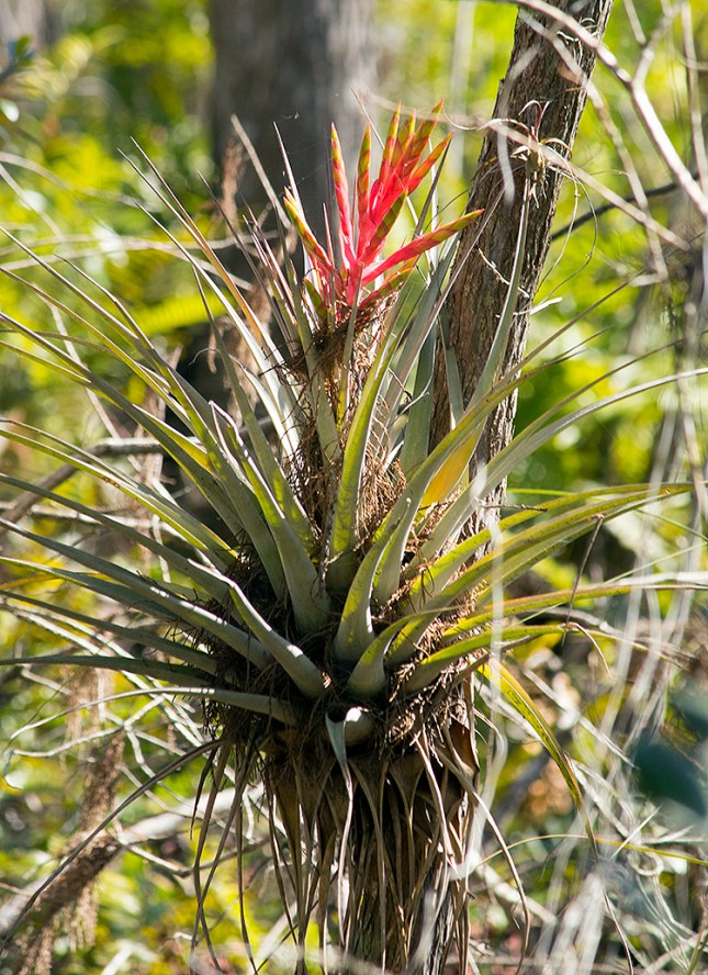 Tillandsia fasciculata Corbett Feb.