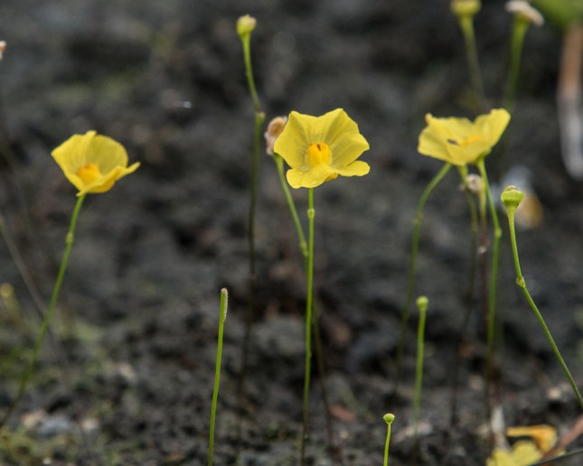 Utricularia subulata 9