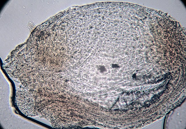 Viola primulafolia seed