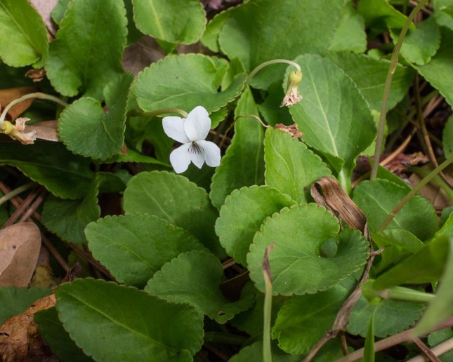 Viola primulifolia 4