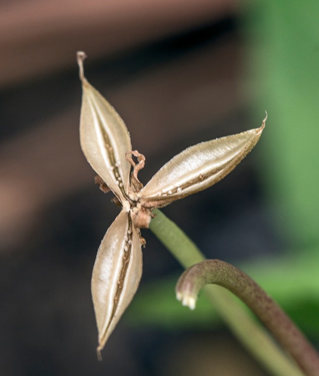 Viola primulifolia capsule 2