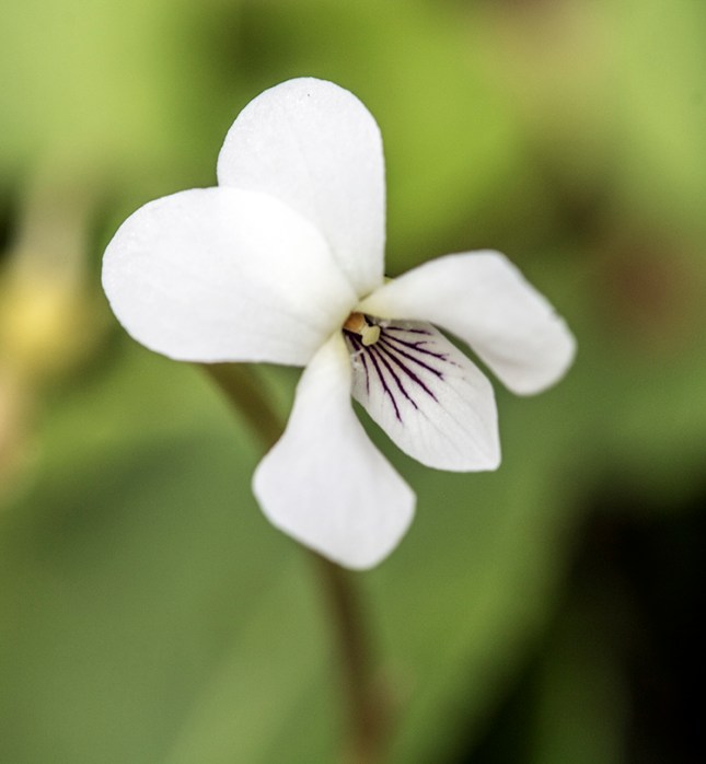 Viola primulifolia flower2