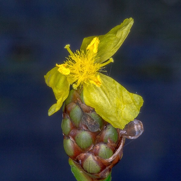 Xyris ambigua 8