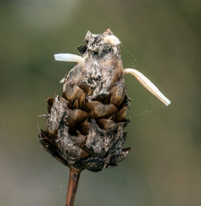 Xyris ambigua cocoons