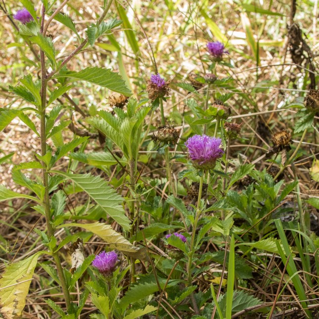 Centratherum punctatum 2