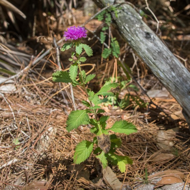Centratherum punctatum 3