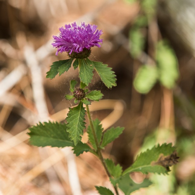 Centratherum punctatum 5