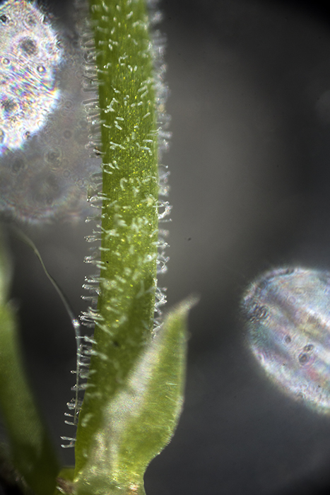 Drymaria cordata stem hairs
