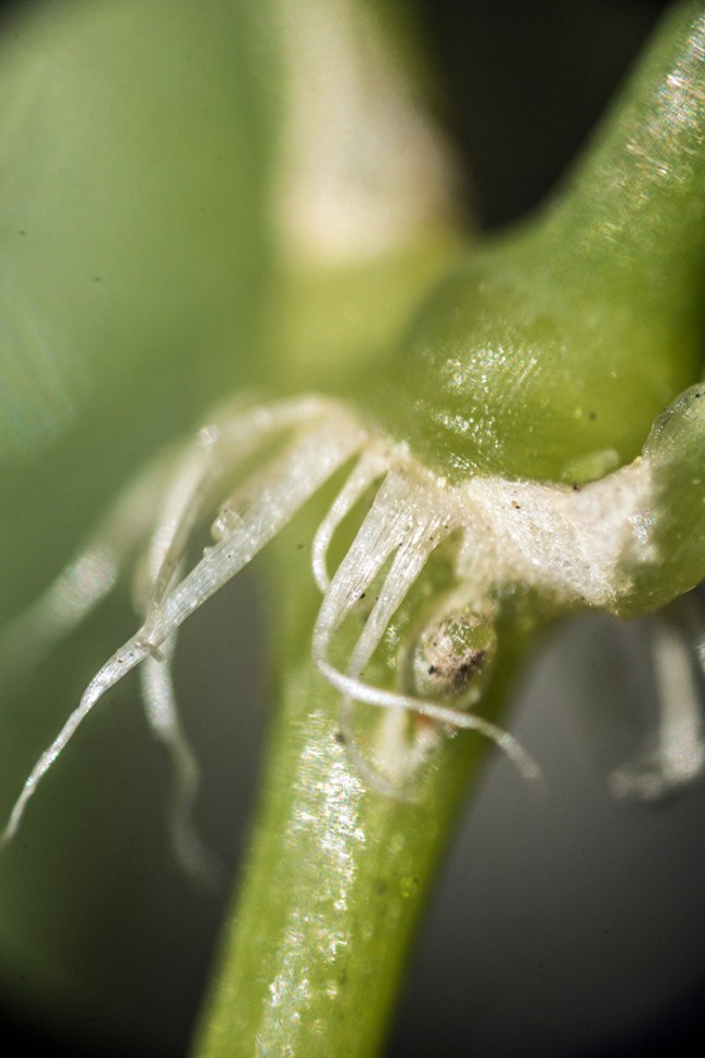 Drymaria cordata stipule