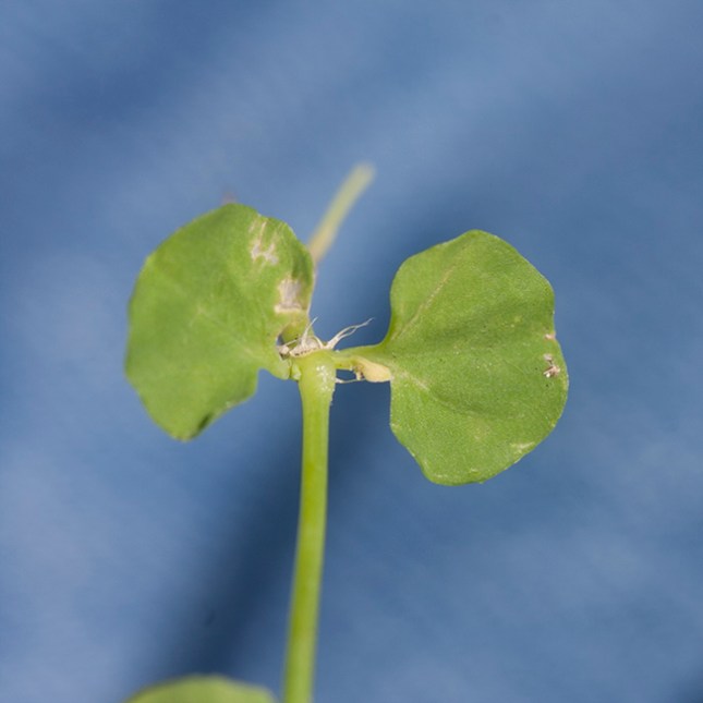 Drymaria leaves