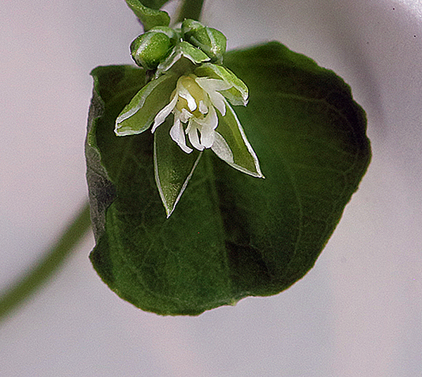 Drymary flower cropped