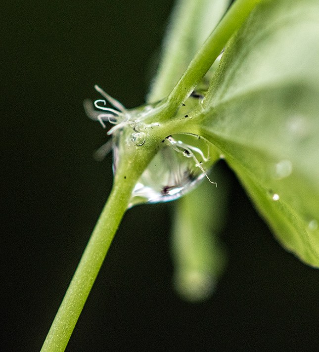 Drymary water on stipule