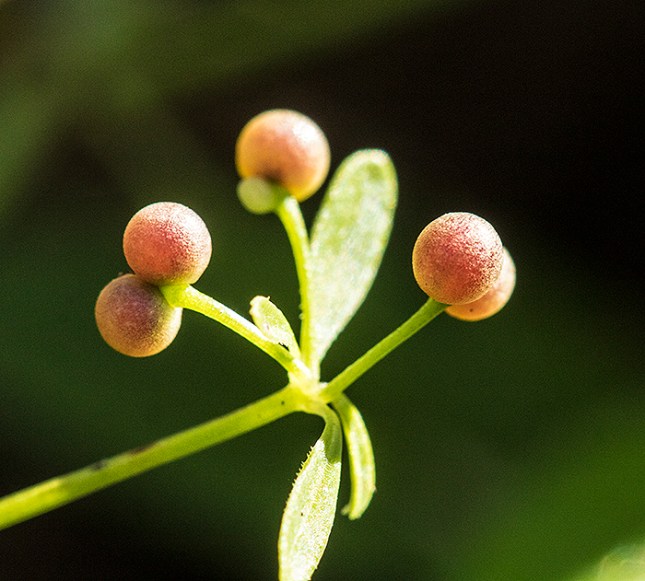 Galium fruits