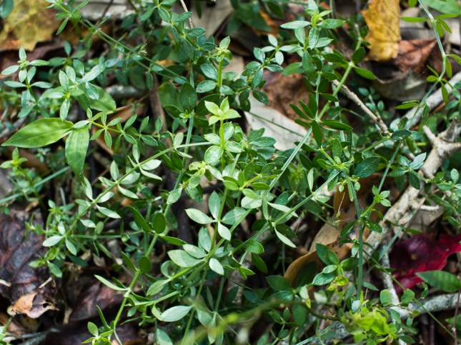 Galium obovatum 2