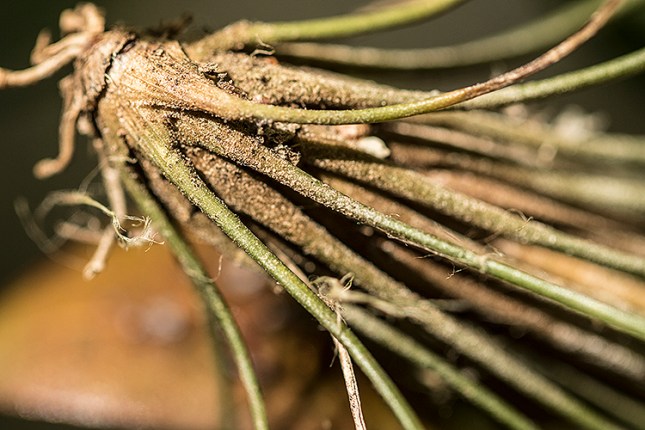 Tillandsia setacea fuzzy base