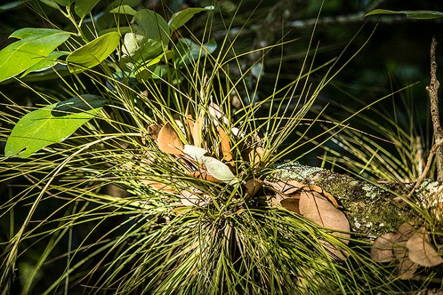 Tillandsia setacea trashbasket