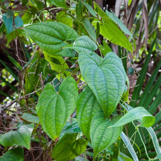 Dioscorea bulbifera 1