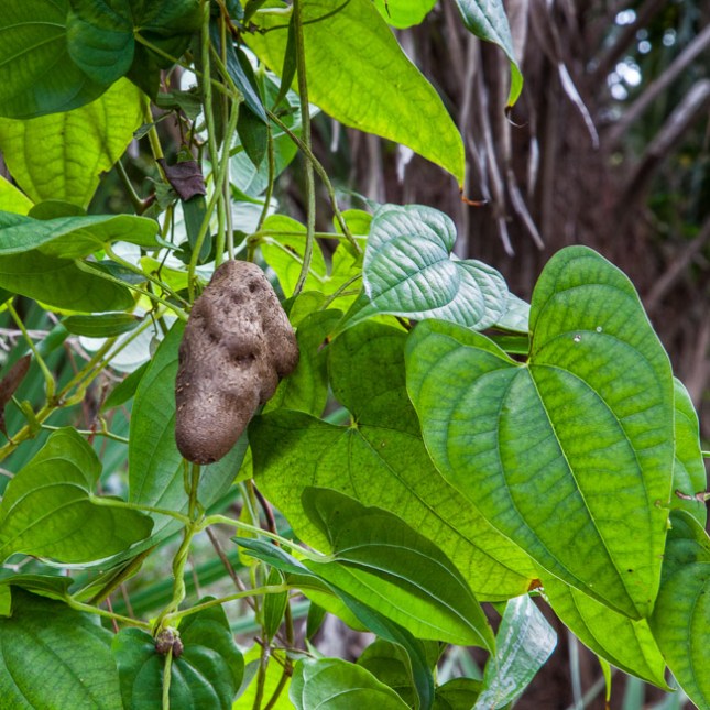 Dioscorea bulbifera 2