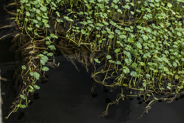 Hydrocotyle umbellata floating