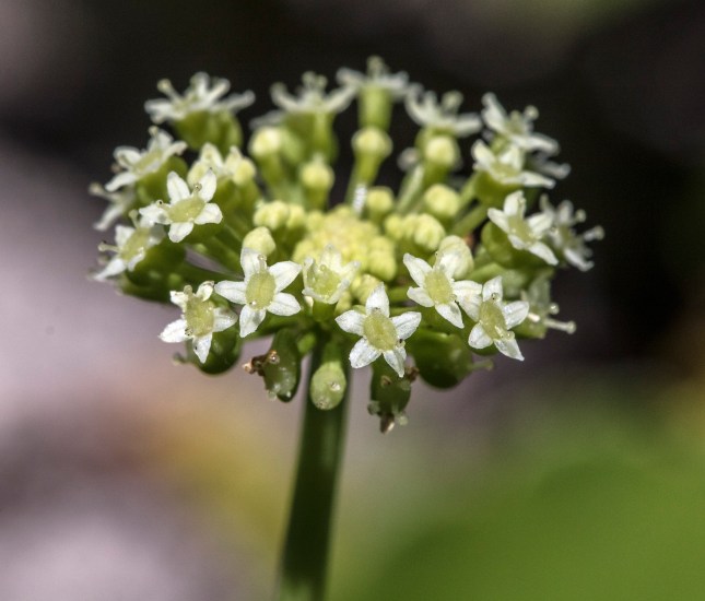 Hydrodotyle umbellata whorl close