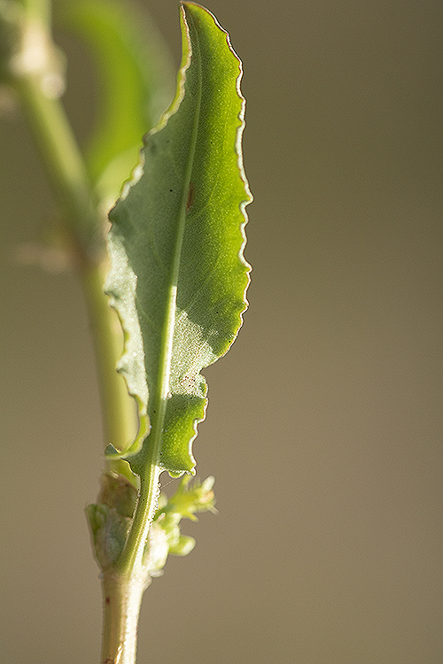 Rumex pulcher leaf 1