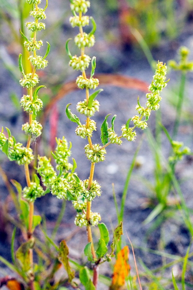 Rumex pulcher plant 1