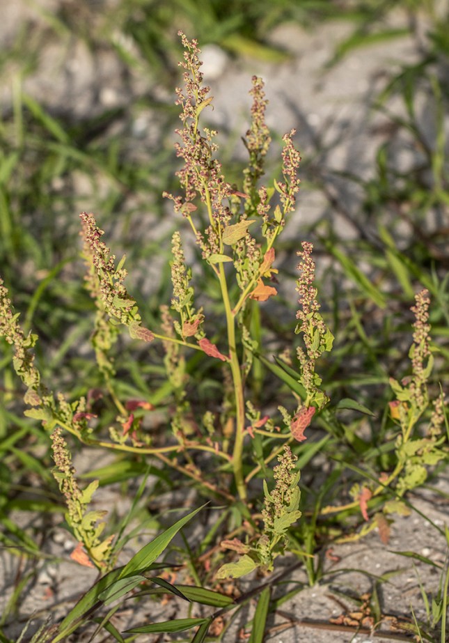Rumex pulcher plant 2 use