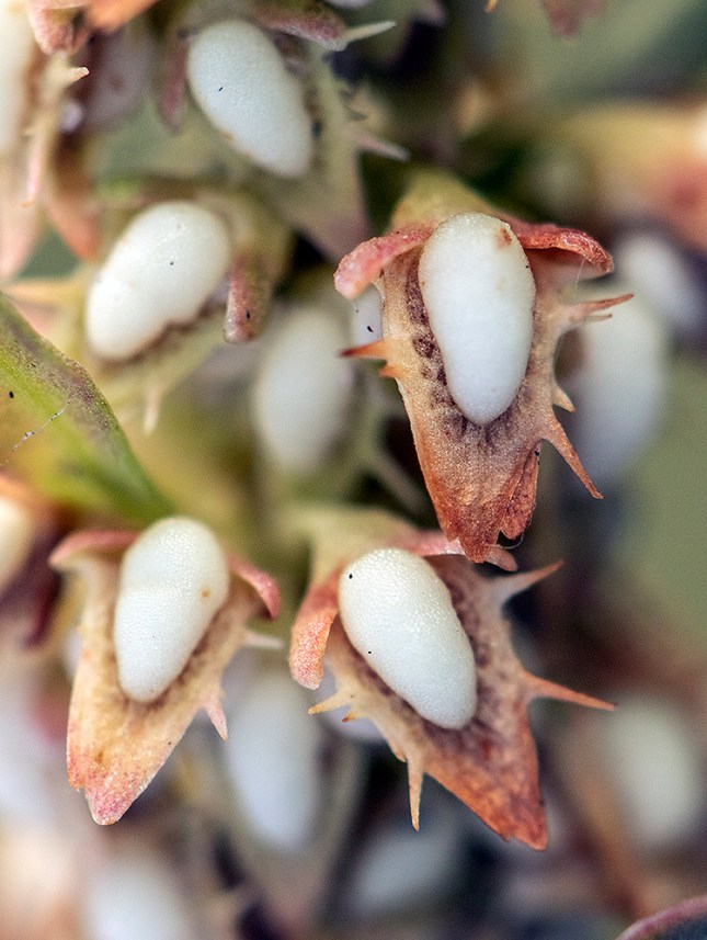 Rumex pulcher tubercle 2