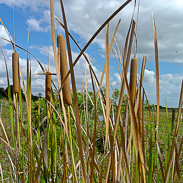 Typha latifolia 2
