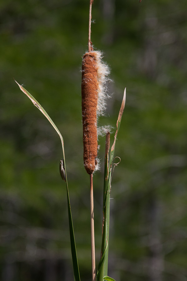 Typha latifolia 3