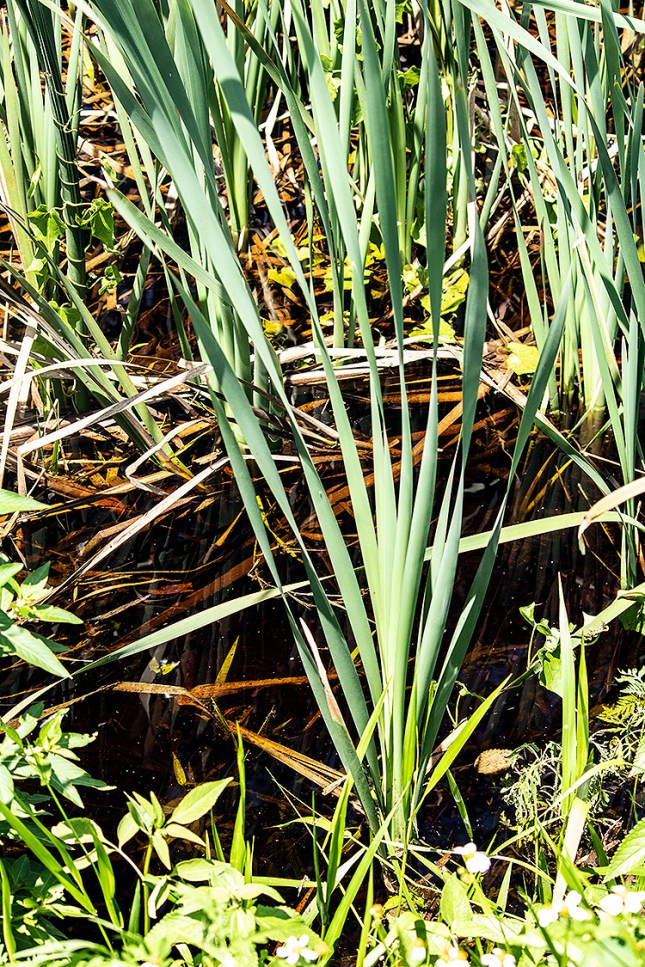 Typha latifolia leaf fan 1