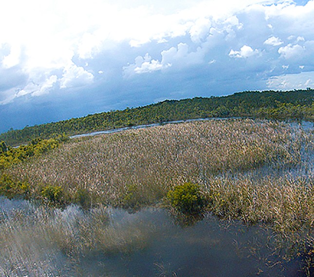 Typha stand