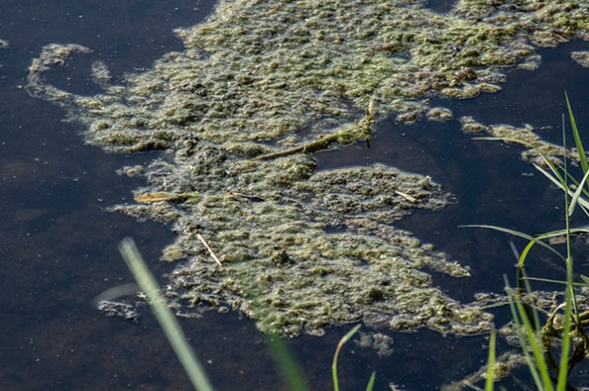 algae mat in canal