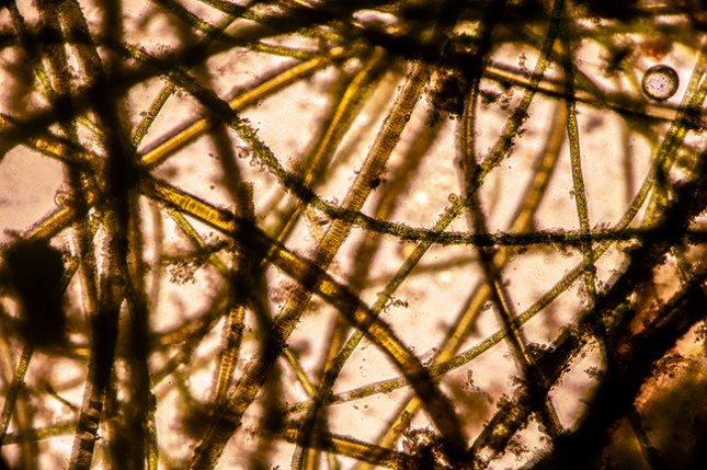 Algae mat microscope