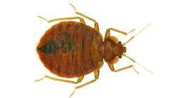 bedbug