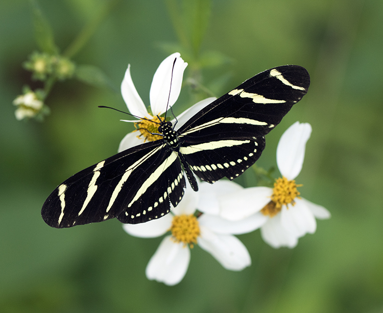 Bidens alba with zebra longwing