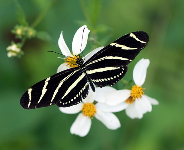 Bidens alba with zebra longwing