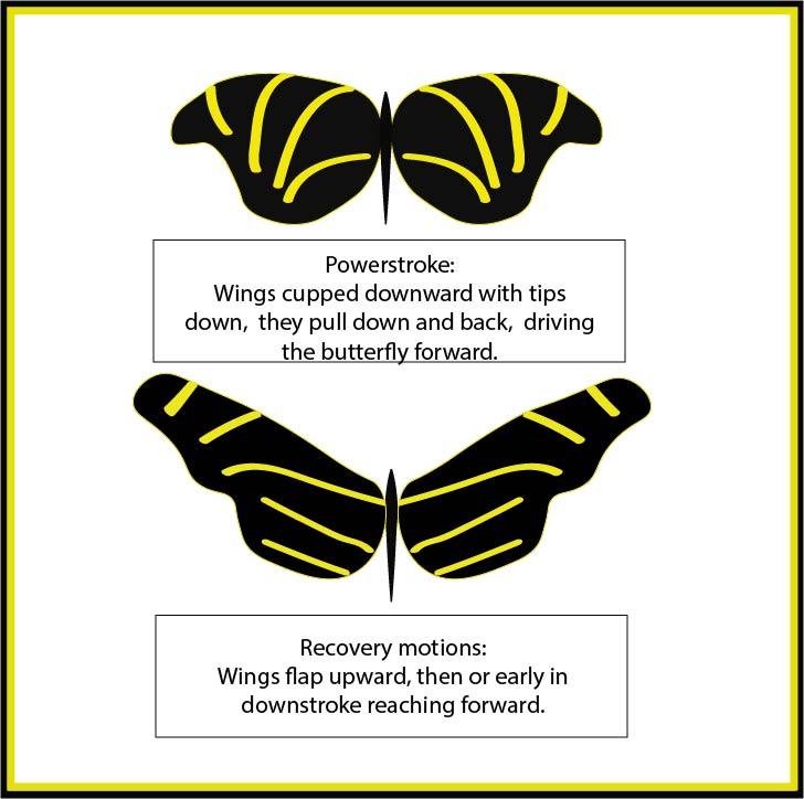 Butterfly wing strokes