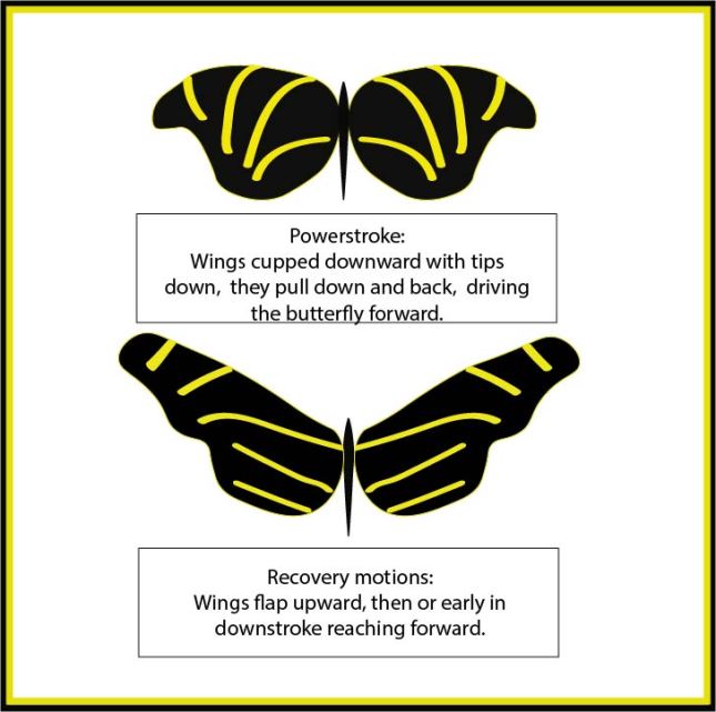 Butterfly wing strokes