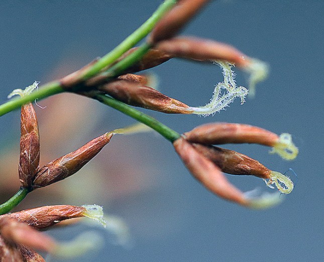 Cladium female spikelets2 - Copy