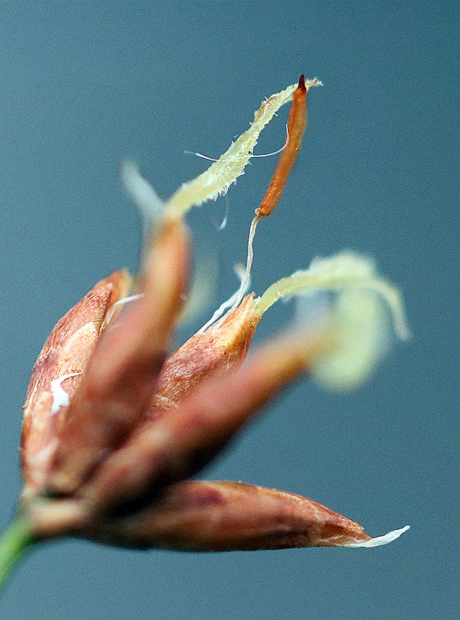 Cladium male - Copy