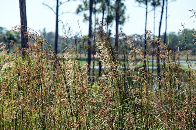 Cladium mixed inflorescences
