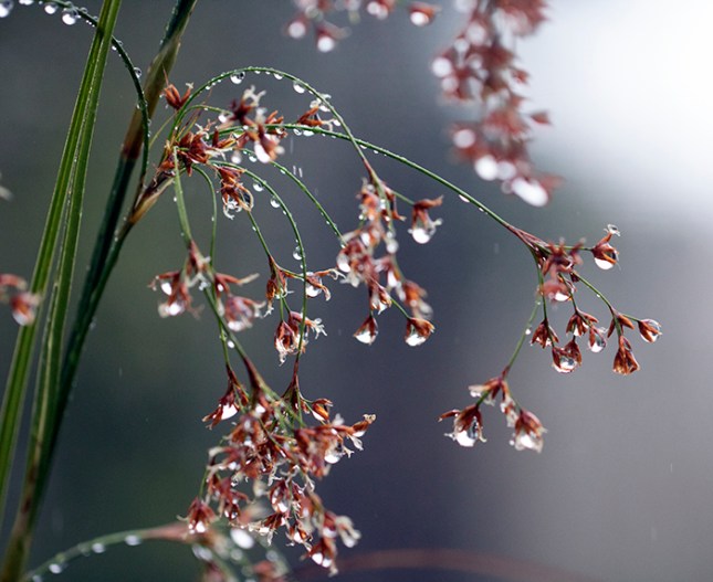 Cladium rain
