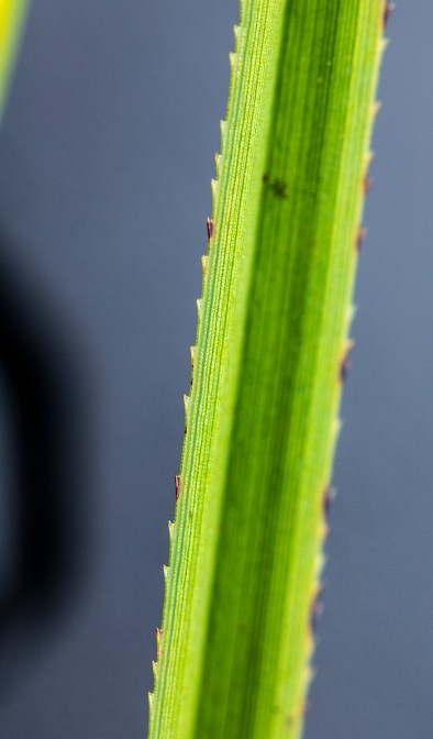 Cladium teeth